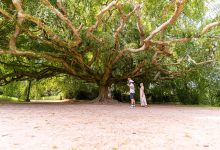 Top 10 des arbres Extraordinaires à voir en Normandie