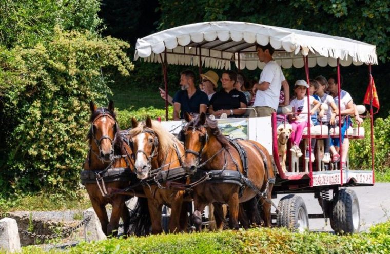 Escapade en forêt de Cerisy au rythme des chevaux