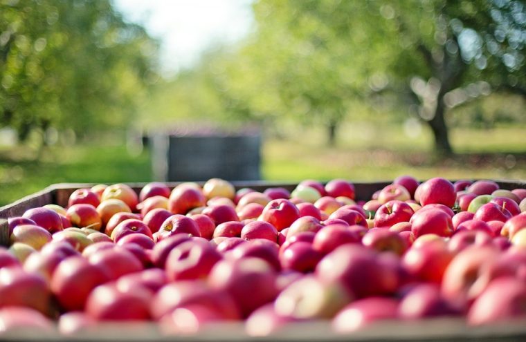 16ème Fête de la Pomme