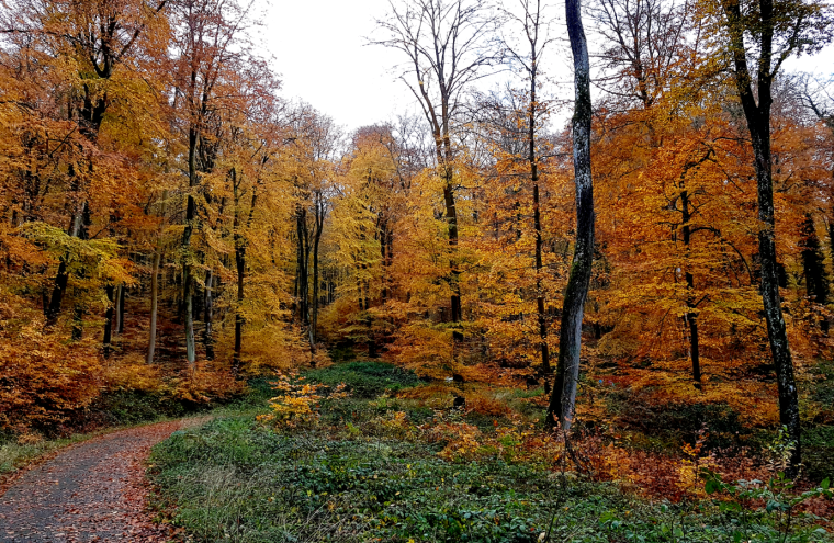 Visite : La forêt au fil de l