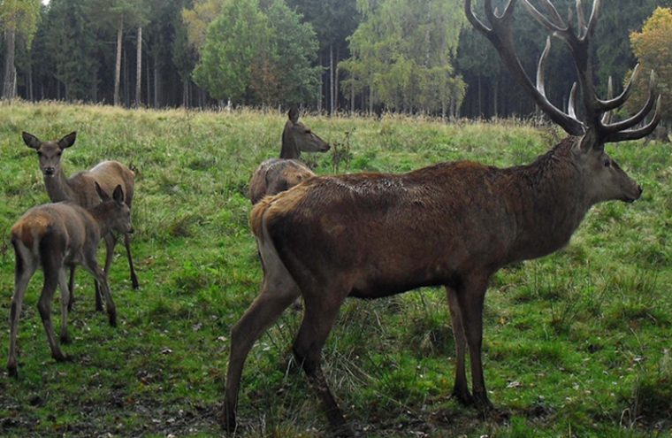 Sortie nature : le brame du cerf Du 13 au 20 sept 2024