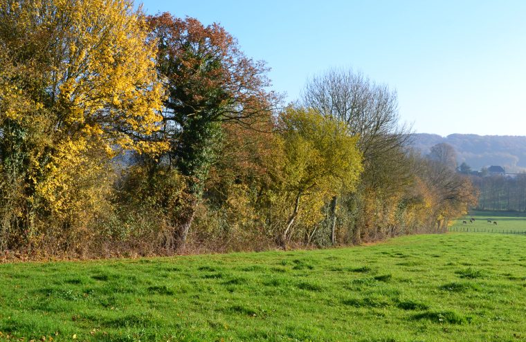 A la découverte de la haie bocagère