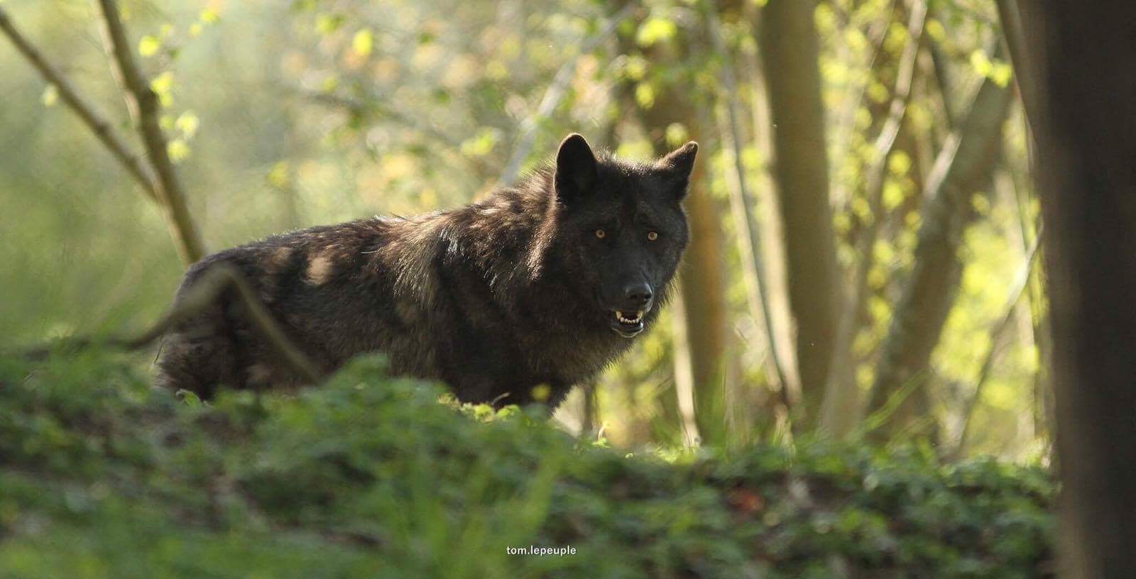 Le Temple Des Loups A Muchedent Normandie Tourisme