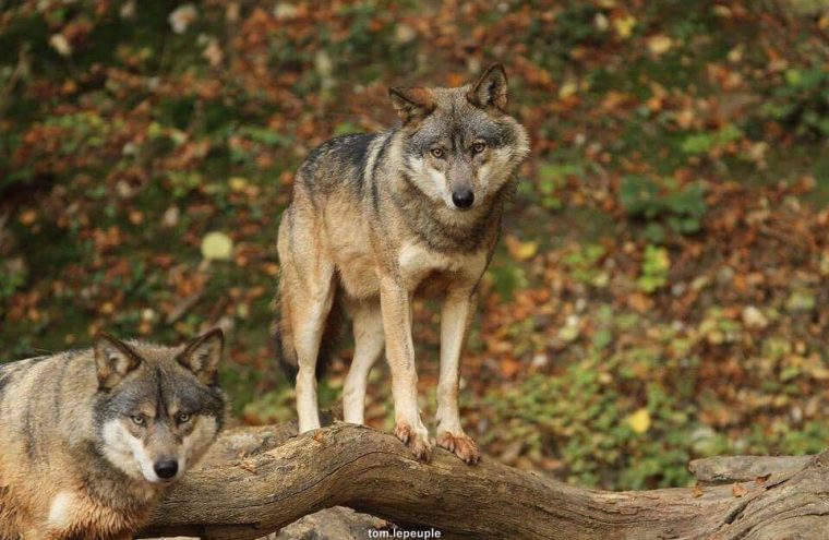 Nocturne des loups Du 25 oct au 13 déc 2024