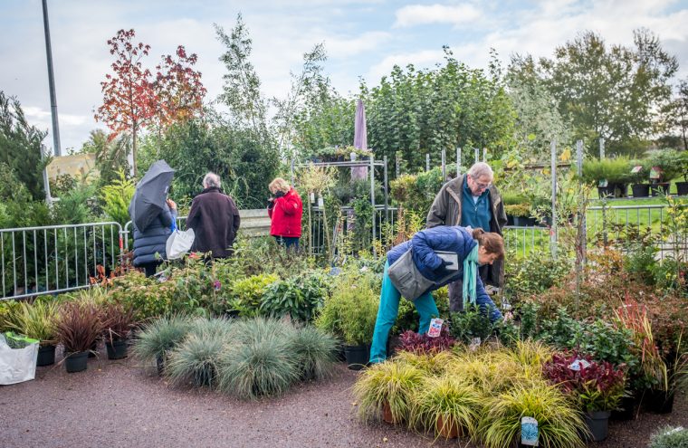 Foire aux arbres