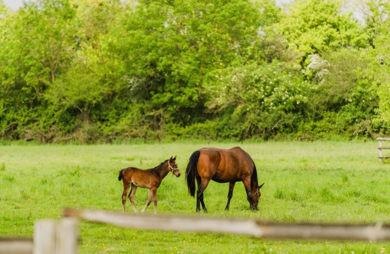 Visite du Haras de la Vallée Le 29 oct 2024