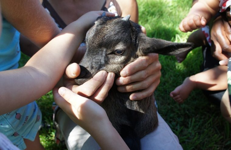 Visite de la ferme des cocottes