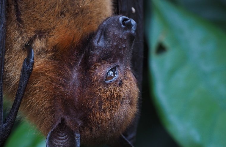 Nuit de la chauve-souris Le 1 oct 2024