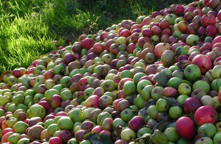 Balade gourmande dans les bois de Sainte-Croix Le 24 oct 2024