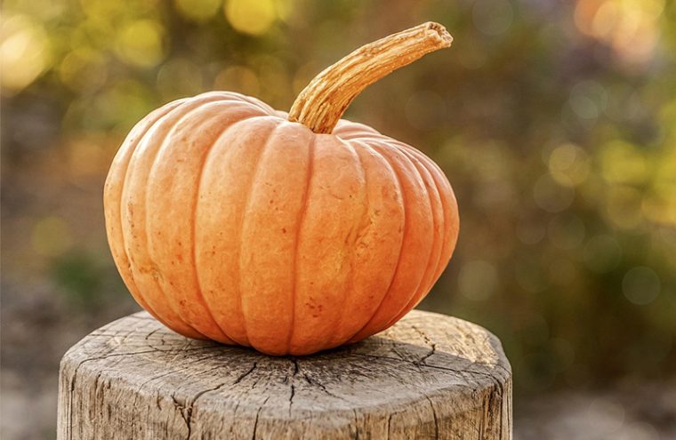 Halloween avec les Ânes des Hauts du Perche