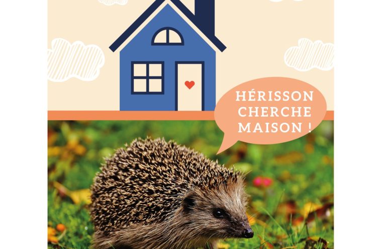 Hérisson cherche maison Du 24 au 31 oct 2024