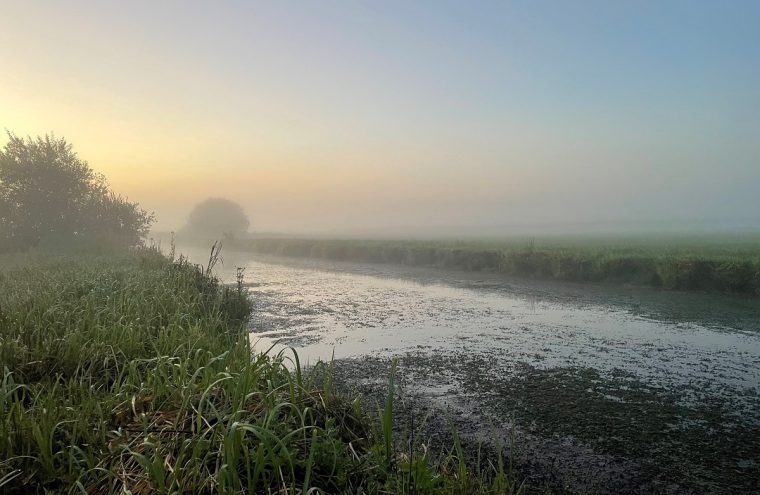 À la découverte des oiseaux du marais et de la réserve naturelle régionale des marais de la Taute