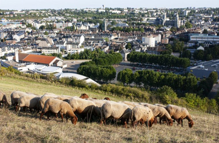 Les 20 Ans Du Pastoralisme : Vis Ma Vie De Berger Act 2 Le 9 oct 2024